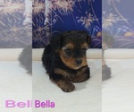 Small #3 Yorkipoo