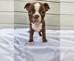 Puppy 6 Boston Terrier
