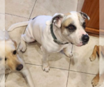 Small #1 American Bulldog Mix