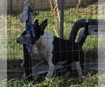 Small #5 Bull Terrier