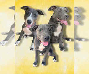 American Pit Bull Terrier Dogs for adoption in FRAMINGHAM, MA, USA