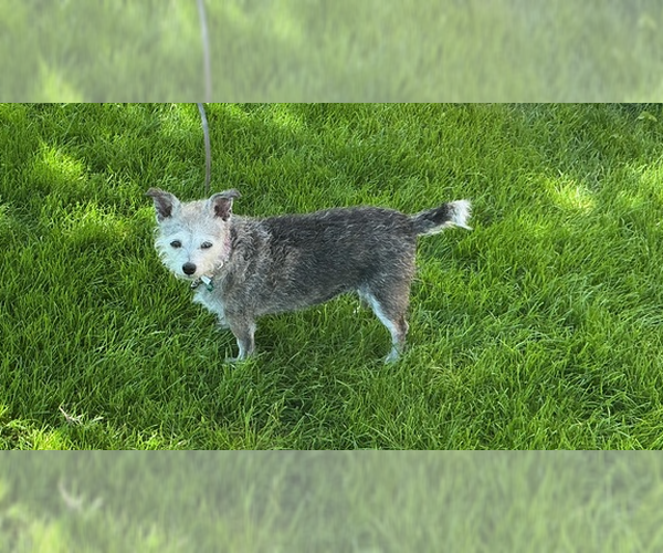 Medium Photo #2 Chihuahua-Unknown Mix Puppy For Sale in Springdale, PA, USA