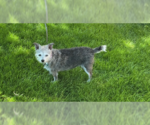 Small #1 Chihuahua Mix