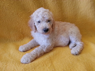 Poodle (Standard) Puppy for sale in JEFFERSON, OH, USA