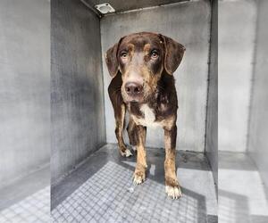 American Staffordshire Terrier-Unknown Mix Dogs for adoption in San Antonio, TX, USA