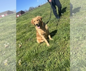 Golden Retriever Puppy for sale in BATTLEFIELD, MO, USA