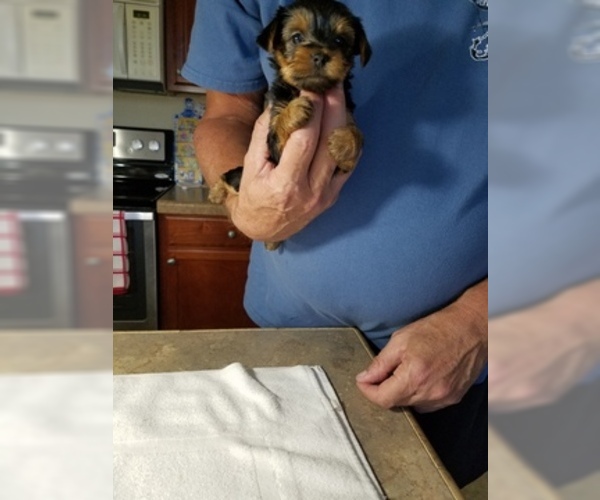Medium Photo #4 Yorkshire Terrier Puppy For Sale in YOUNGSTOWN, FL, USA