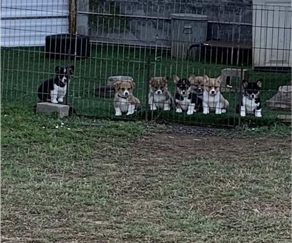 Medium Photo #1 Pembroke Welsh Corgi Puppy For Sale in BURLESON, TX, USA