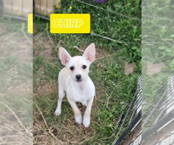 Medium Photo #4 Chihuahua-Unknown Mix Puppy For Sale in Wakefield, RI, USA