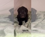 Small #1 Labradoodle