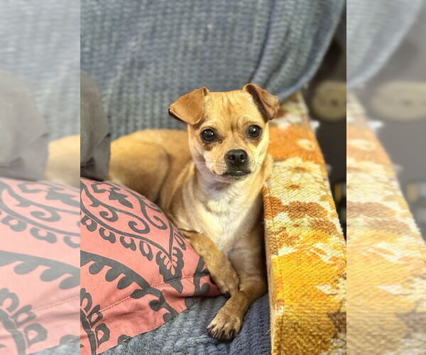 Medium Photo #4 Chihuahua Puppy For Sale in Oak Bluffs, MA, USA