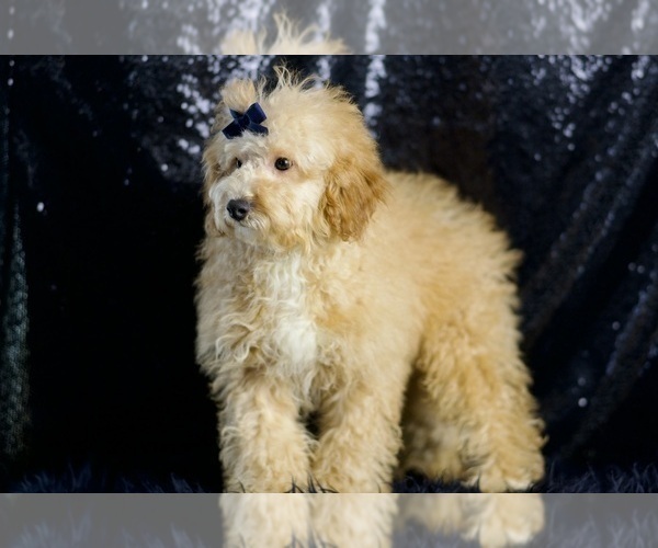 Medium Photo #42 Poodle (Toy) Puppy For Sale in WARSAW, IN, USA