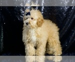 Small Photo #42 Poodle (Toy) Puppy For Sale in WARSAW, IN, USA