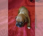 Small Photo #1 Boxer Puppy For Sale in METROPOLIS, IL, USA