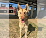 LOUISA - Female German Shepherd Dog Dog for Adoption - Small photo