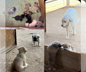 American Pit Bull Terrier-Great Pyrenees Mix Puppy for sale in BARSTOW, CA, USA