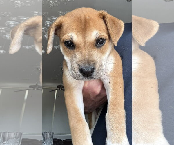 Medium Photo #1 Mastiff-Unknown Mix Puppy For Sale in The Woodlands, TX, USA
