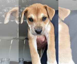 Mastiff-Unknown Mix Dogs for adoption in The Woodlands, TX, USA
