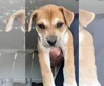 Small Mastiff Mix
