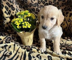 Golden Retriever Puppy for Sale in BARBOURSVILLE, Virginia USA