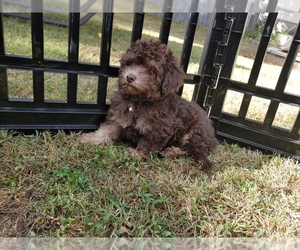 Poodle (Toy) Puppy for sale in WORCESTER, MA, USA