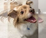Small #1 Papillon Mix