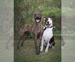Small #3 Bull Terrier Mix