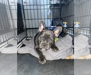 French Bulldog Puppy for sale in BORDENTOWN, NJ, USA