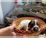 Small #10 German Wirehaired Pointer