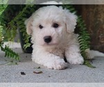 Small Photo #4 Bichon Frise Puppy For Sale in MANES, MO, USA