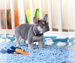 Small Photo #4 French Bulldog Puppy For Sale in GREENPORT, NY, USA