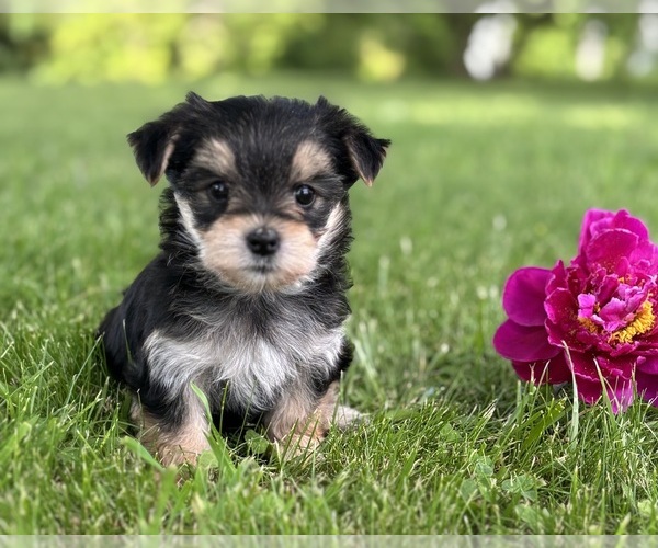 Medium Photo #1 Morkie Puppy For Sale in ROCK STREAM, NY, USA