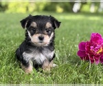 Small Morkie