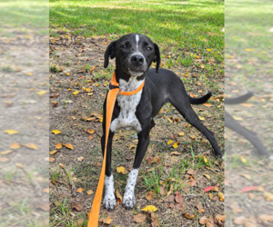 Jack Jack in LA - Male Mutt Dog for Adoption - Photo #2