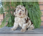 Small #4 Labradoodle