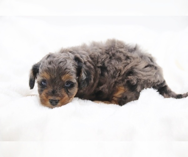 Medium Photo #31 Cockapoo Puppy For Sale in RIPLEY, TN, USA