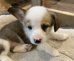 Small #3 Pembroke Welsh Corgi