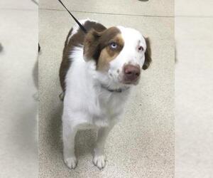 Australian Shepherd Dogs for adoption in Riverside, CA, USA
