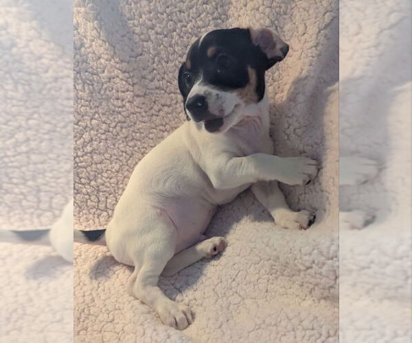 Medium Photo #3 Jack Chi Puppy For Sale in Olalla, WA, USA