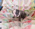 Small Photo #5 Boston Terrier Puppy For Sale in GENOA, NE, USA