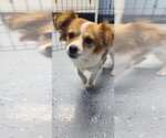 Small #1 Mutt