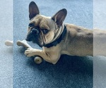 Small Photo #1 French Bulldog Puppy For Sale in CHINO, CA, USA