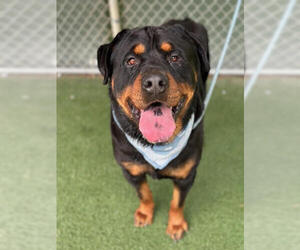 Medium Rottweiler