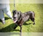Small #1 Labrador Retriever Mix