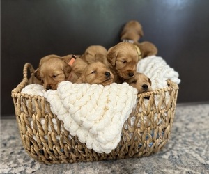 Golden Retriever Puppy for sale in AUMSVILLE, OR, USA