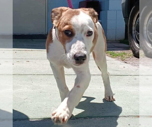 Medium Photo #2 Mutt Puppy For Sale in Rustburg, VA, USA