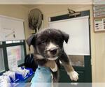 Small American Pit Bull Terrier Mix