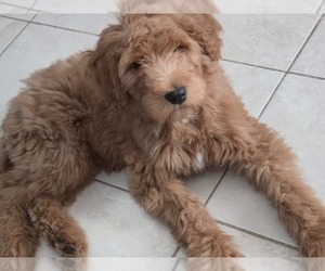 Goldendoodle Puppy for sale in SPRING, TX, USA
