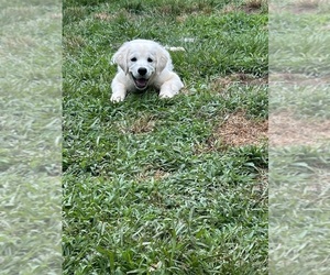English Cream Golden Retriever Puppy for sale in MOORE, SC, USA