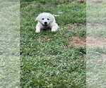 Small English Cream Golden Retriever